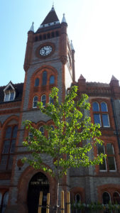 The Rooted in Reading tree outside Reading town hall